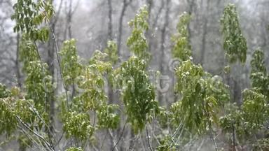 <strong>飘落</strong>的雪花落在一片灰叶枫树静止的<strong>绿叶</strong>上.. 树枝在雪的重压下倾斜。 吹吹风